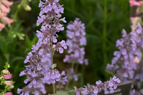 Nepeta racemosa 
