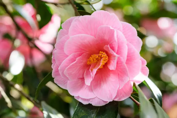 Camellia x williamsii 