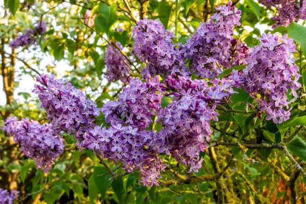 Syringa vulgaris 