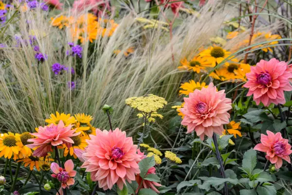 60 tipos de flores para cada jardim