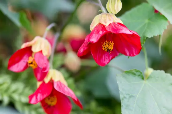 Abutler „Flamenco”