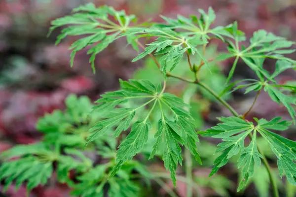 Acer japonicum 'Cascada verde'