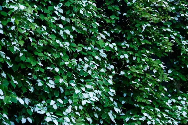 Actinidia kolomikta. Getty Images