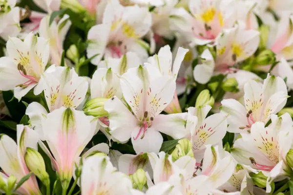 Alstroemeria 'Houston'