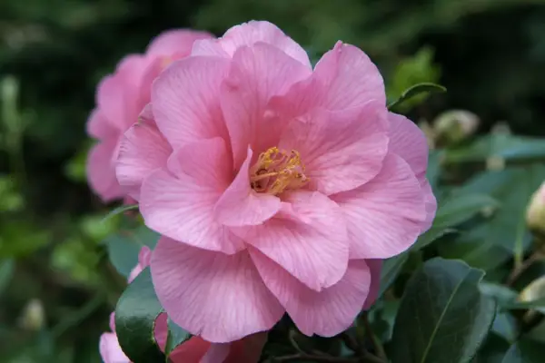 Camellia x williamsii 