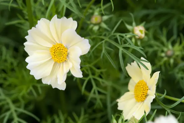 Cosmos bipinnatus 'xanthos'