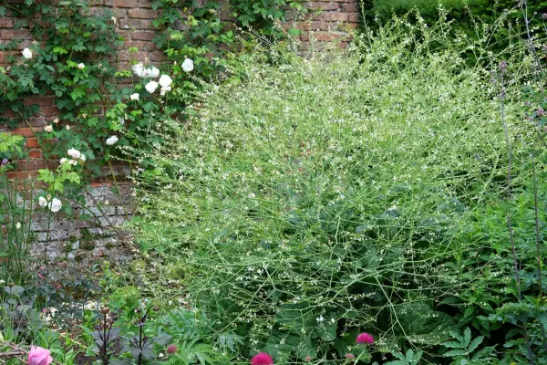 Flowering sea kale, Crambe cordifolia
