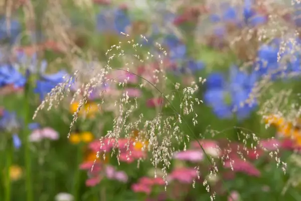 Deschampsia Cespitosa „Goldtau“