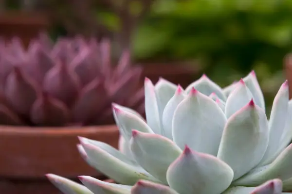 Farvet ekkoia f. Lindsayana