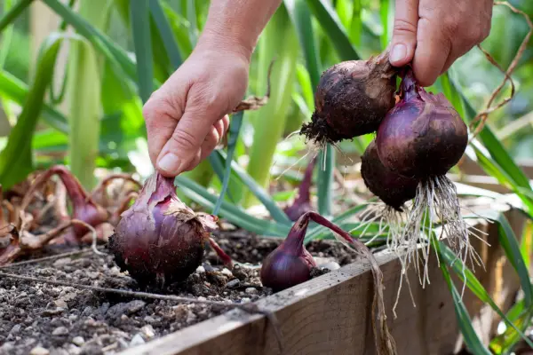 Plik faktów: cebula