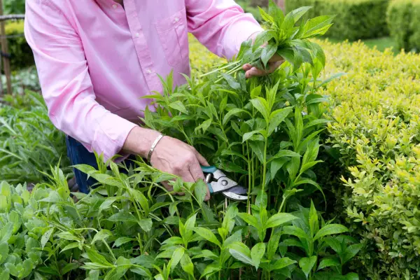 Pruning phlox with secateurs