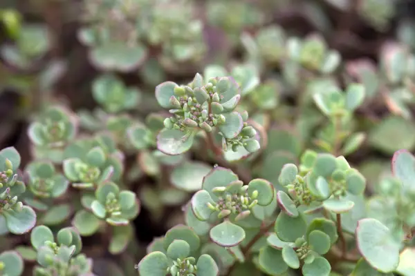 Hylotelephium cauticola 'coca cola'