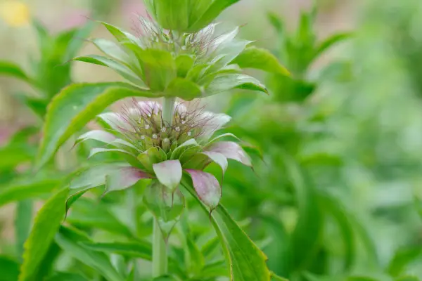 Monarda citriodora