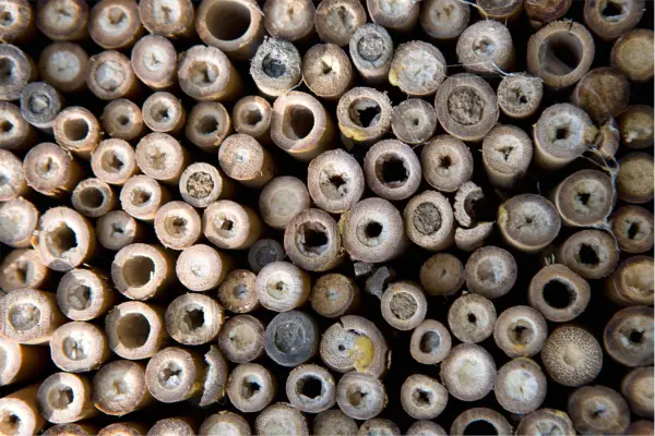 Hollow bamboo stems used en masse to create a bee hotel