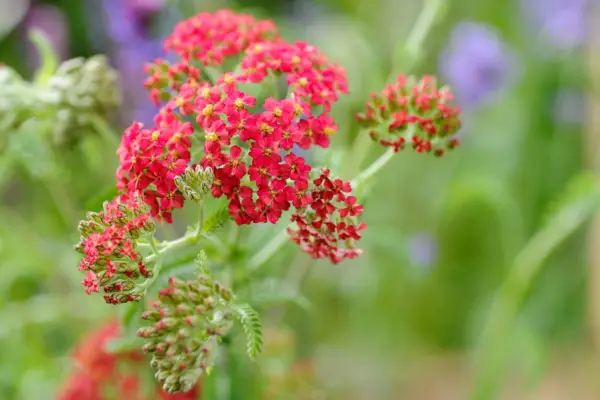 Achillea millefolium 