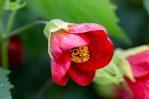 Abutilon 