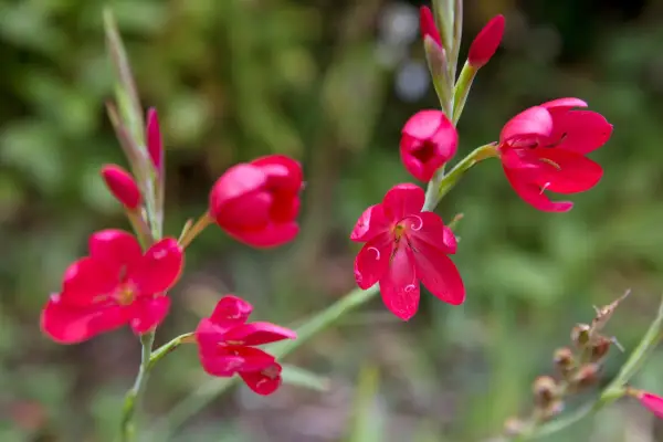 Hesperantha coccinea ‘Major’