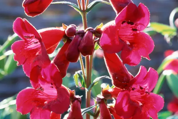 Penstemon 