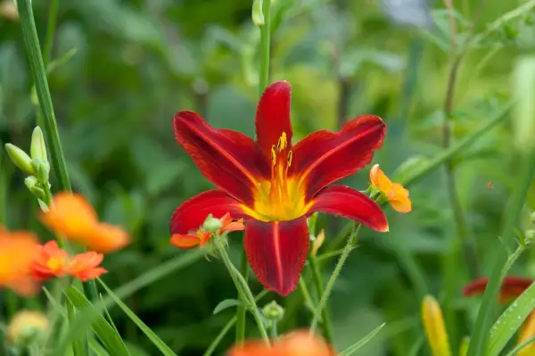 Hemerocallis ‘Stafford’
