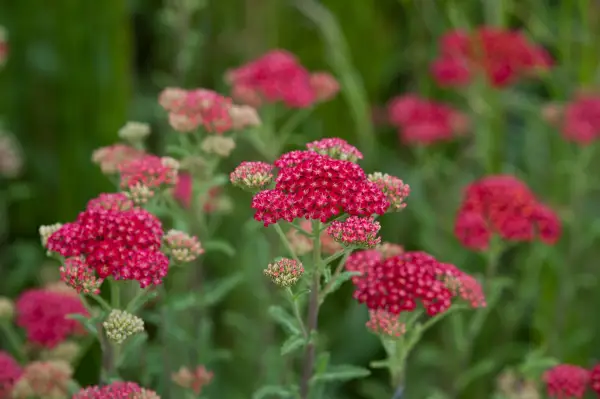 Achillea millefolium 