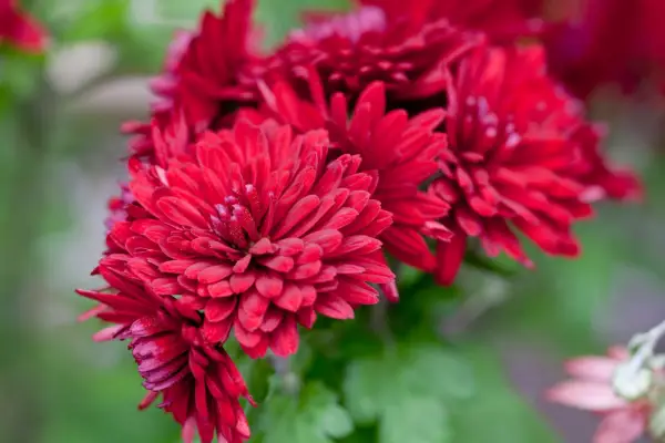 Chrysanthemum 