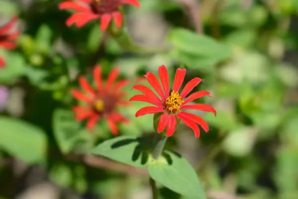 Zinnia tenuifolia ‘Red Spider’. Getty Images