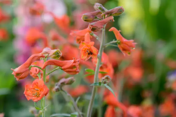 Delphinium nudicaule 