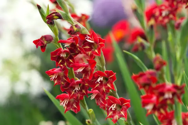 Gladiolus 