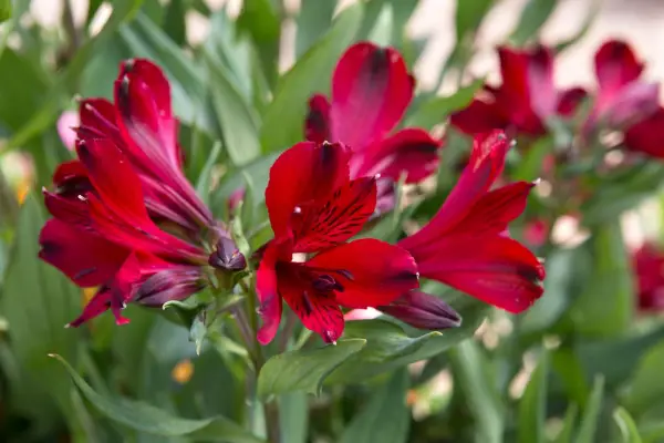 Alstroemeria 