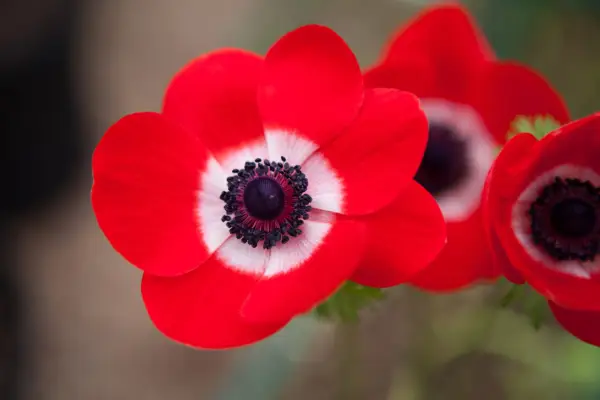 Anemone coronaria