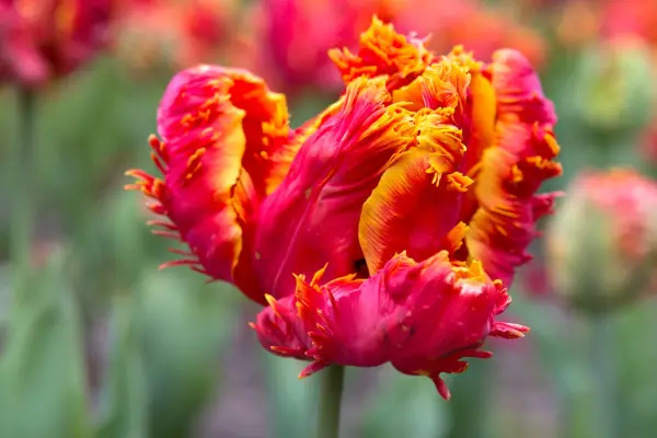 Tulipa 