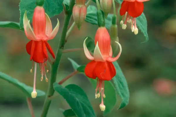 Fuchsia ‘Chang’