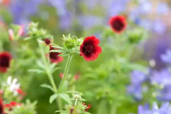 Potentilla thurberi ‘Monarch’s Velvet’