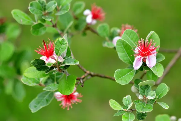 Feijoa sellowiana. Getty Images