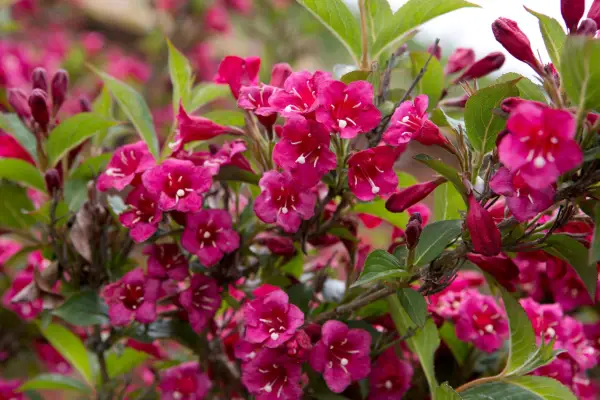 Weigela 