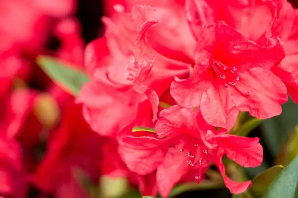 Rhododendron 
