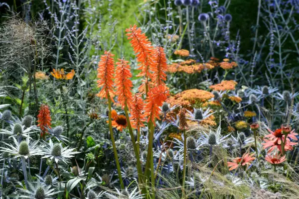 Red hot poker flowers