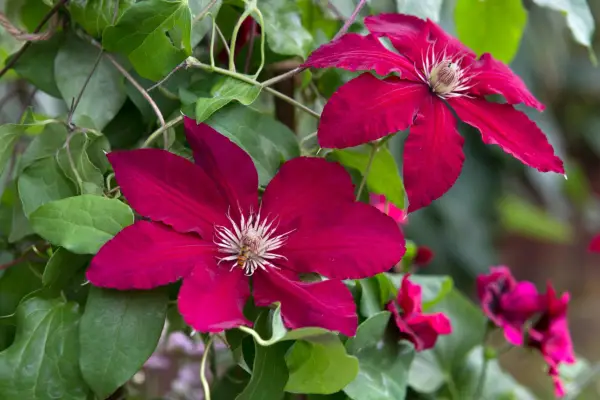Clematis 