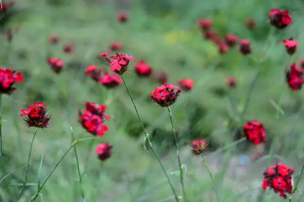 Dianthus cruentus