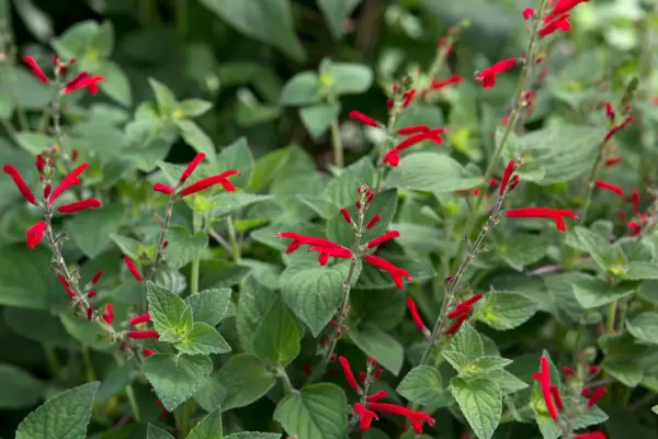 Salvia elegans Honey Melon