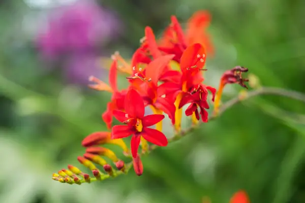 Crocosmia Lucifer