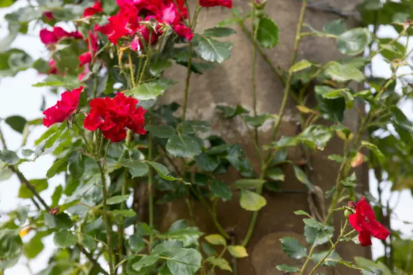 Rose Parkdirektor Riggers