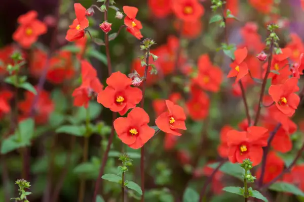 Red-orange mask flowers