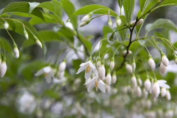 Styrax japonicus