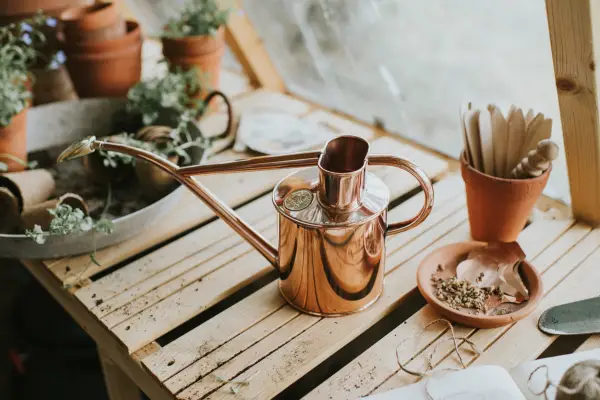 Succulent care guide - water sparingly