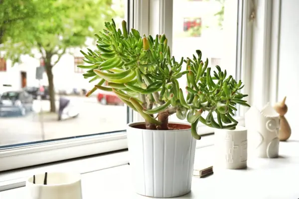 Succulent care guide - provide plenty of light