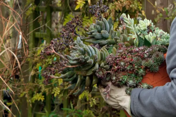 Moving succulent plants to a drier spot over winter