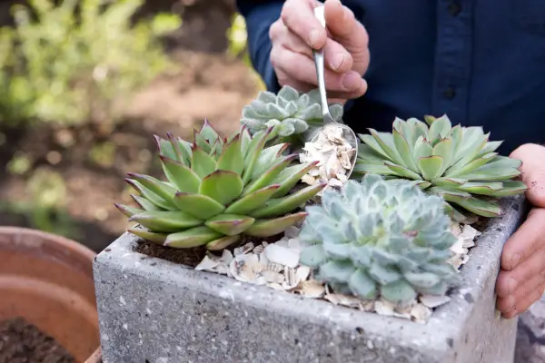 Succulent care guide