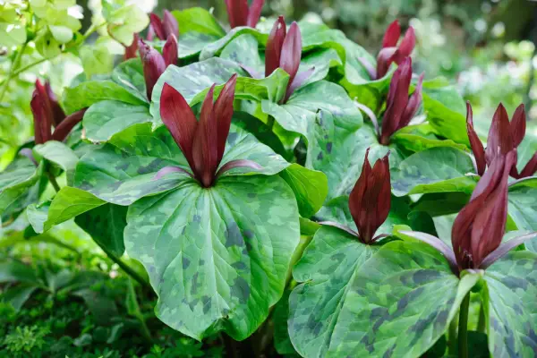 Trillium cloropetalum