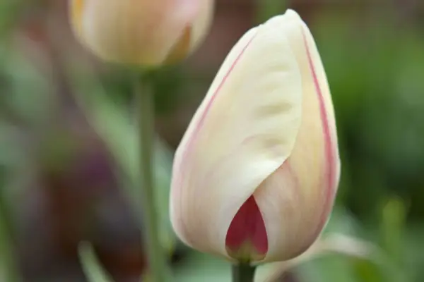 Tulipa 'Burning Heart'